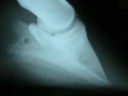 Horses can recover from laminitis / founder by Gordon Adair