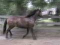 Horses can recover from laminitis / founder by Gordon Adair