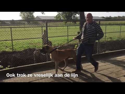 Anniek Winters hondengedragsdeskundige | Puck sleept baasjes mee