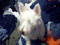Westies Howling