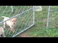 Puppies at six weeks old , wet day in Waipukurau