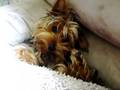 videos de The yorkie that once fainted