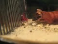 Sulawesi Shrimp Sulawesi Shrimp