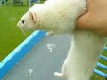 Nekkid Hyper Ferret