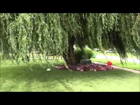 how to transplant weeping willow tree