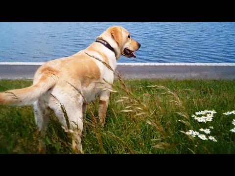 Labrador/Retriever 12 months – CAPTURE THE MOMENT