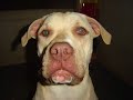 Layla Balboa - Luta de C�es Pit Bull