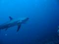 thresher dive with fun n sun dive
