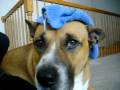 videos de my sad dog poopy