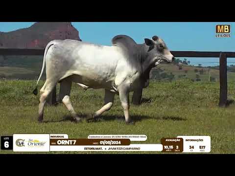 1� LEIL�O PRODU��O FAZENDA ORIENTE