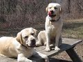 Labrador Retriever Brothers Ben and Tegan and New Puppy lol Labrador Retriever Brothers Ben and Tegan and New Puppy lol