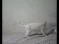 mortal de costas com gato