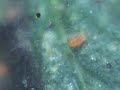 Spotted Spider Mites