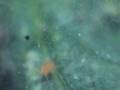 Spotted Spider Mites