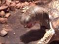 videos de turtle eating worms