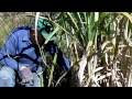 Stripping Sugar Cane - Smoaks, SC