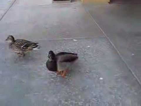 The Desert Sun Ducks