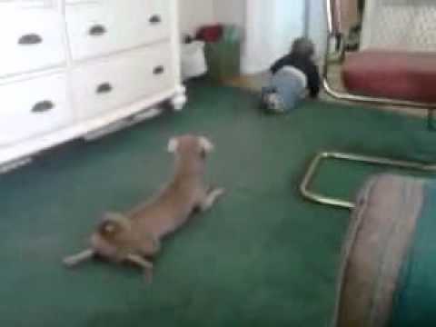 Perro gatea como el bebe
