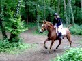 pony