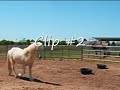 What Gait is this Cremello Icelandic Horse Doing?