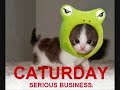 my lolcats