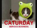 my lolcats