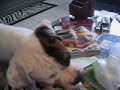 Domino with his Gatoraid bottle Domino with his Gatoraid bottle
