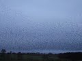 Starlings in Scotland
