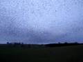 Starlings in Scotland