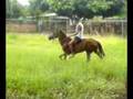 videos de caballo loco pt 1