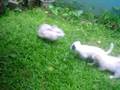 the baby girls running after uncle buster