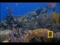 coral reef video.wmv