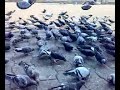Córdoba, las palomas un orgullo