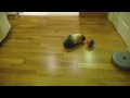 Guinea Pig Playing Fetch