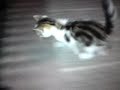 night video c902