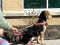 Belinda-Available for adoption at the Humane Society of Missouri