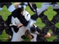 Border Collie,Raugh Collies and Mini Foxy as puppies 