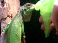My iguana drinking some water My iguana drinking some water