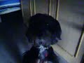 Mi perrita nala Mi perrita nala