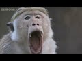 The Best of Planet Earth Live - BBC One