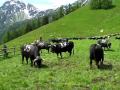 Cow Fight / Combats De Reines