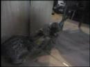Ridanos cats at play Ridanos cats at play