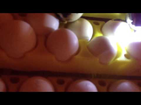 how to fertilize quail eggs