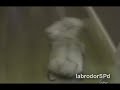 Фейлы с животными/Funny animals, EPIC CUTE