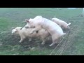 How_an_electric_fence_can_ruin_a_good_day[1].TT.AVI