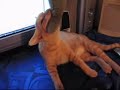 The Vicious Orange Kitten Strikes Again!