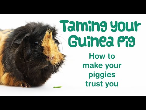video-linktoworks-How to TAME GUINEA PIGS | Easy Taming Tips for...