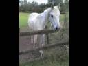 liberty i remeber ....wmv liberty i remeber ....wmv