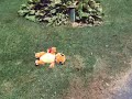 charmander love (baby carraige)
