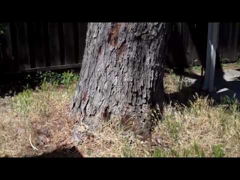 how to remove eucalyptus sap from car